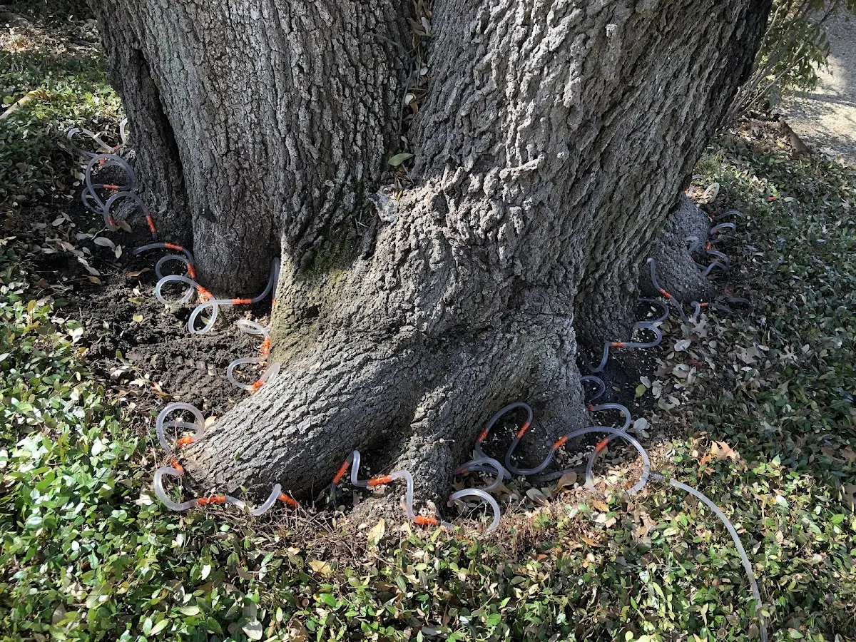 Detailed Tree Cabling and Bracing job site in Mc Roberts