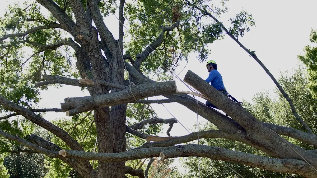 Professional Crown Thinning performed by certified arborists in Mc Roberts
