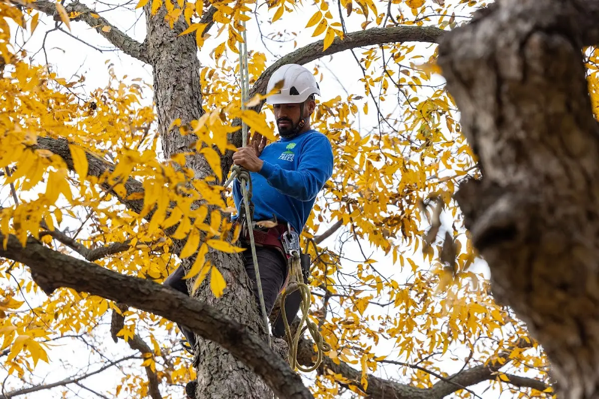 Skilled Tree Pruning crew working in Mc Roberts